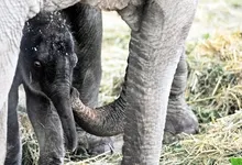 baby animals elephants 1461x1004 wallpaper Art HD Wallpaper